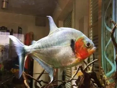 合肥鱼缸