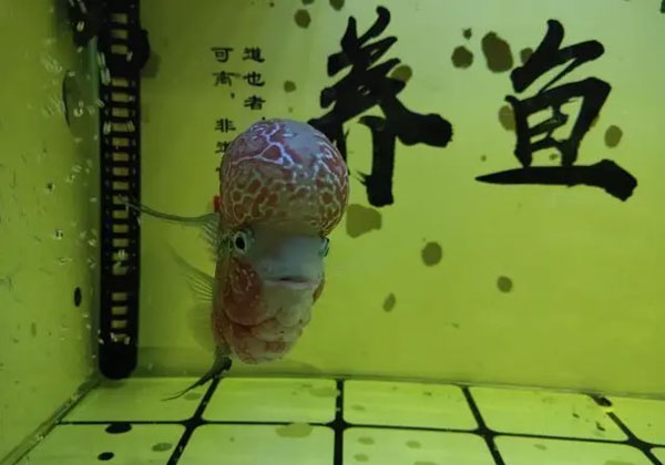 合肥鱼缸