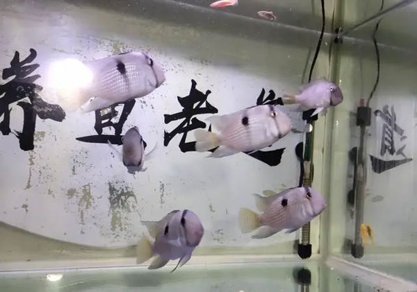 合肥鱼缸