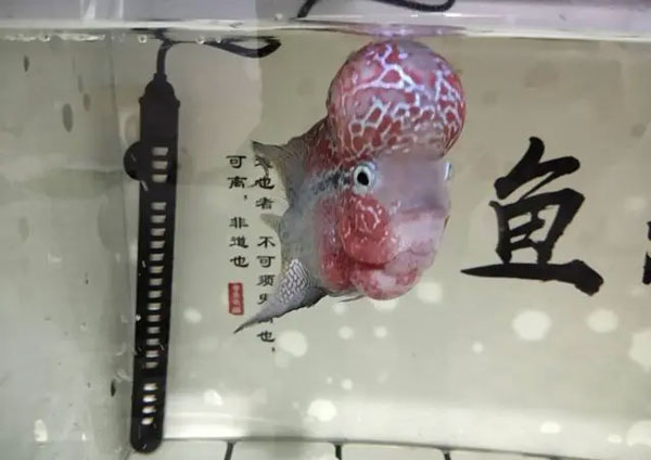 合肥鱼缸